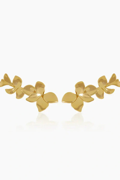 Orchid Gold